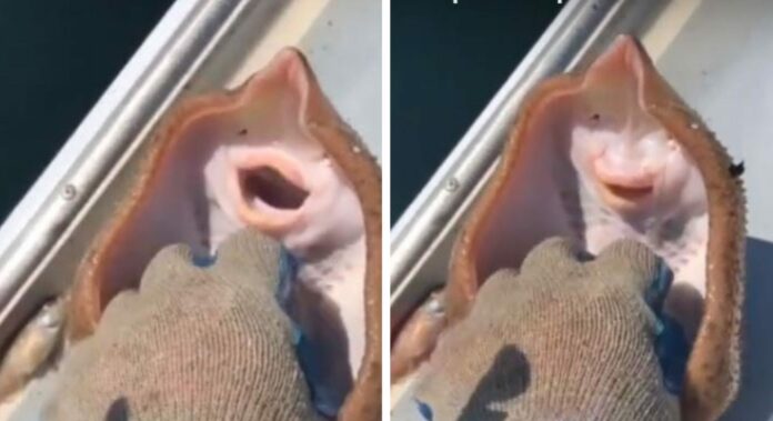 VIDEO: Mantarraya 'sonríe' mientras le hacen cosquillas, realmente estaba asfixiándose