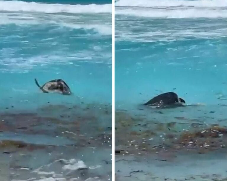 VIDEO: Captan a tortugas apareándose en Cancún a la vista de todos