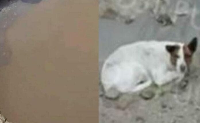¡Terrible! Otro perrito cae en el socavón de Puebla; fue gracias a una grabación que se pudo saber que hay otro can en dicha zona