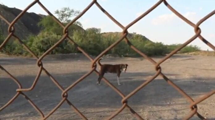 Él es 'Cuchufleto', el perrito de perrito que aún espera a uno de los mineros muertos en Coahuila