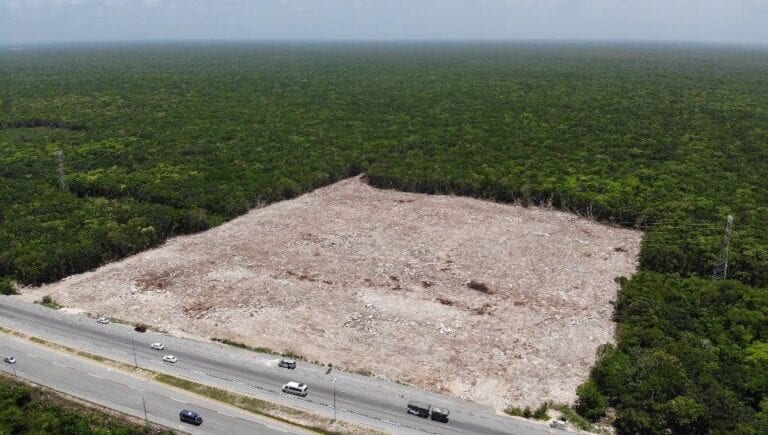 Denuncian ante Profepa ecocidio en cerca de 4 hectáreas sobre la carretera Tulum-Playa