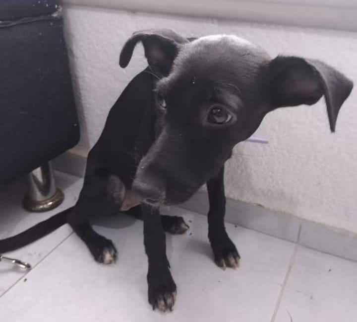 Animalistas en Cancún reciben hasta 15 denuncias diarias por maltrato de mascotas