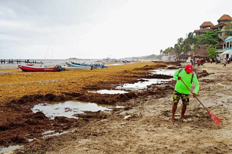 Cambian bolsas de sargazo por cervezas en Cozumel