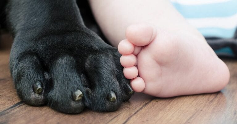 VIDEO: Perro bloquea el paso de un bebé e impide que suba escaleras