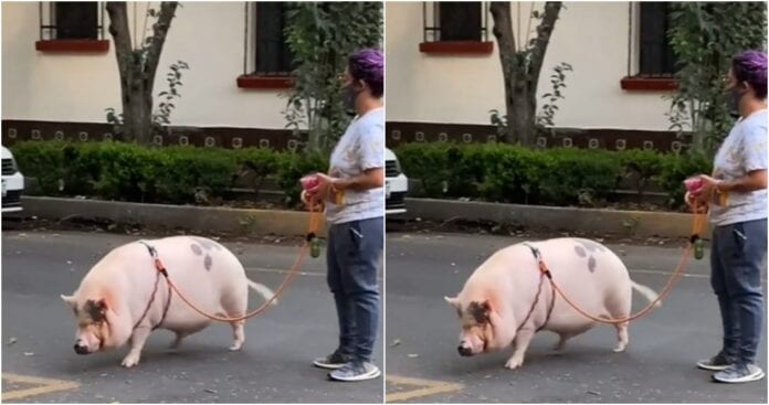 Una grabación captó el extraño momento en que un cerdo fue paseado como mascota en las calles de la Ciudad de México, ¿qué tal?