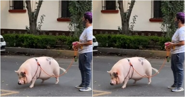 Una grabación captó el extraño momento en que un cerdo fue paseado como mascota en las calles de la Ciudad de México, ¿qué tal?