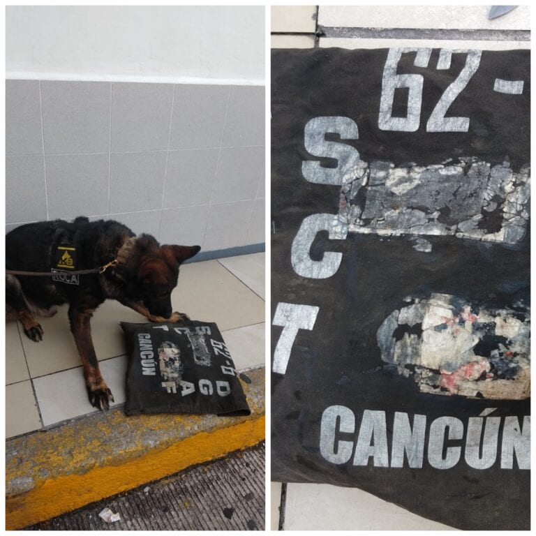 Aseguran marihuana enviada a funcionario de la SCT en Playa del Carmen