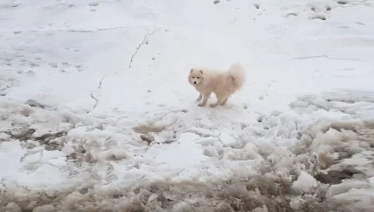 ¡Perrita sobrevive más de una semana en el Ártico! Dueña no sabe cómo llegó ahí