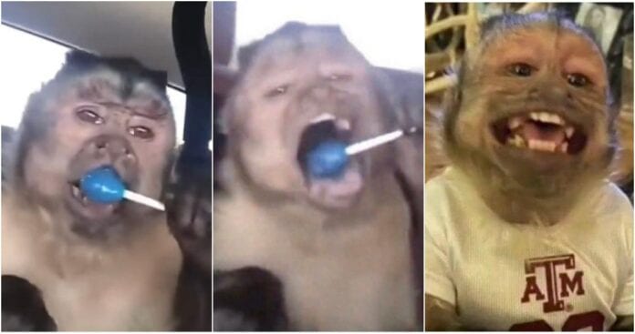 Se dio a conocer la muerte de George, un mono que era muy popular en las redes sociales; solo en TikTok tenía 17 millones de fans