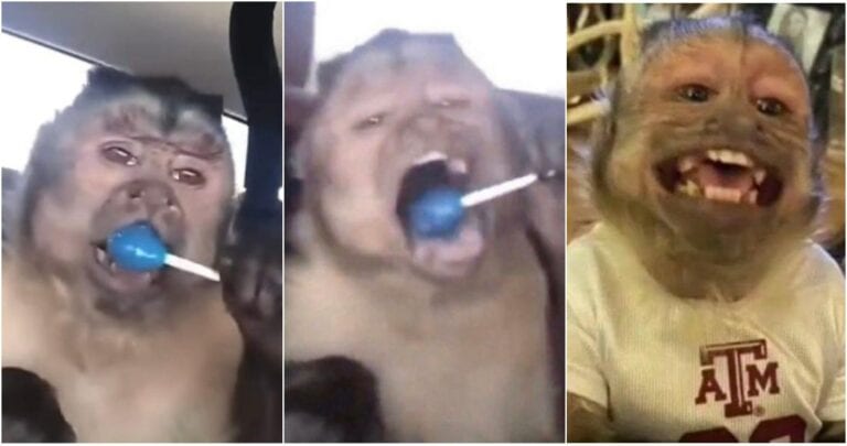 Se dio a conocer la muerte de George, un mono que era muy popular en las redes sociales; solo en TikTok tenía 17 millones de fans