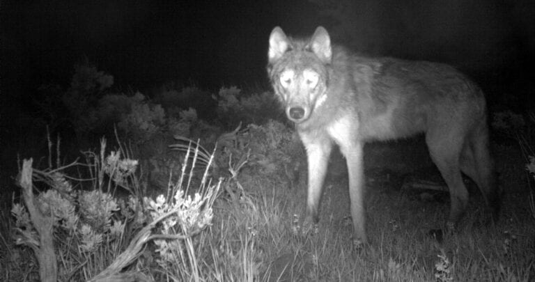En Estados Unidos encontraron ejemplares de lobo gris; se creía que esta especie había desaparecido desde 10940, pero no fue así