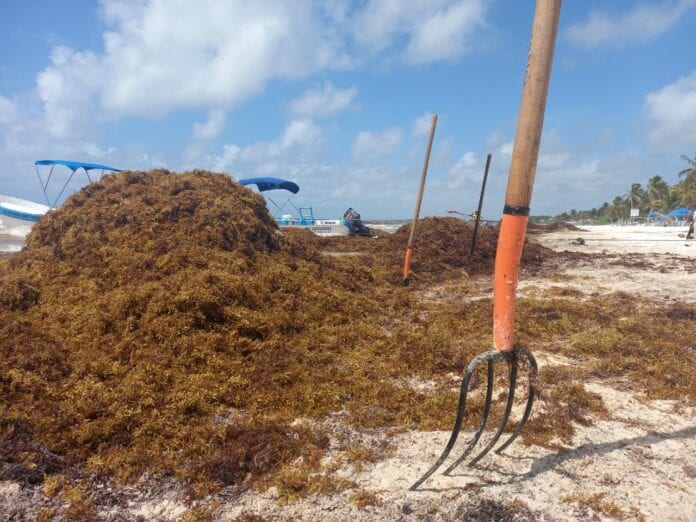 Sargazo deja a náuticos sin trabajo en Tulum