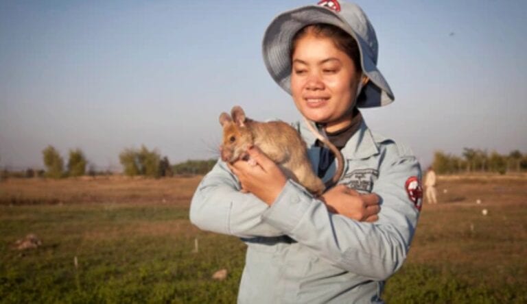 Se jubila con honores rata gigante “buscaminas”, la más famosa del mundo