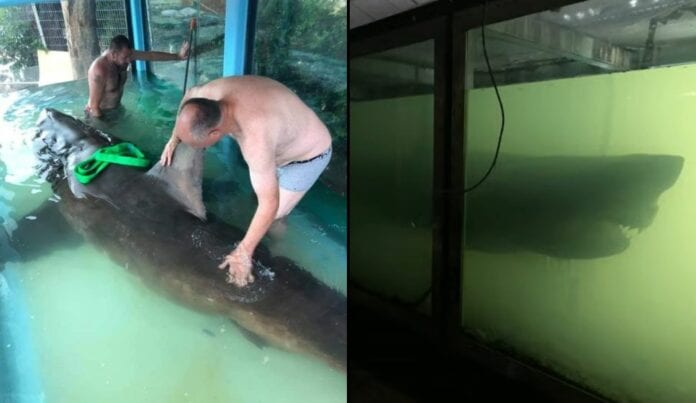 Hallan tiburón blanco dentro de un parque acuático abandonado