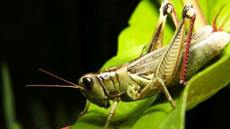 En alerta el sur de Quintana Roo por aparición de langosta