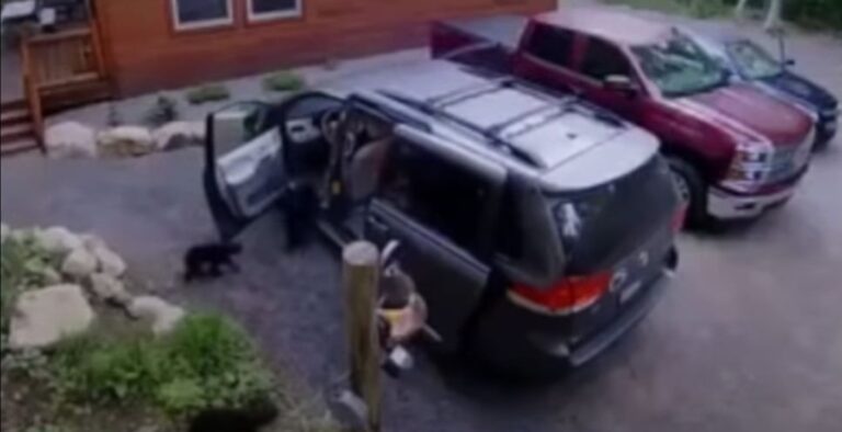 Conmueve mamá oso que abre camioneta y mete a sus bebés para que duerman