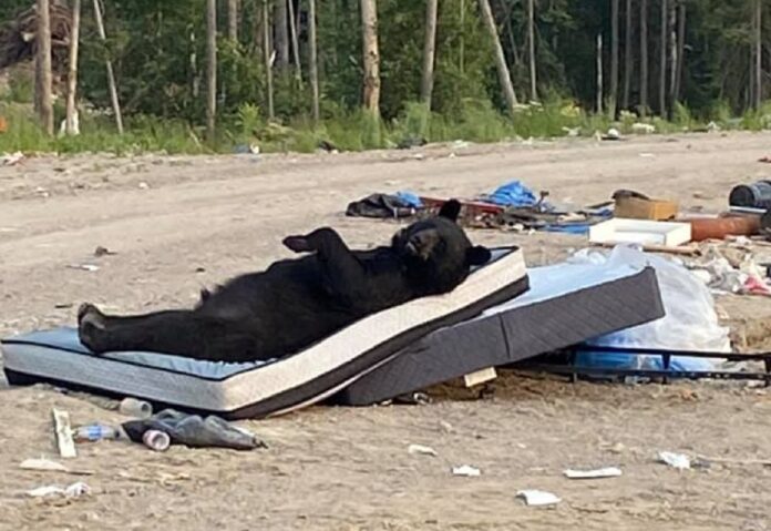 Oso duerme en un colchón abandoando en la basura y se hace viral