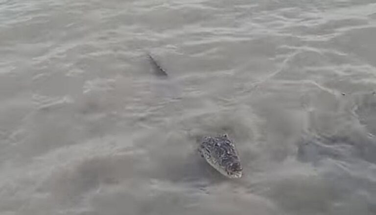 Por un lado del malecón estaba el cocodrilo y en frente, en el muelle un par de pescadores adentro del mar echando sus redes