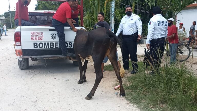 ¡Insólito! Vaca suelta corre por el centro de Felipe Carrillo Puerto