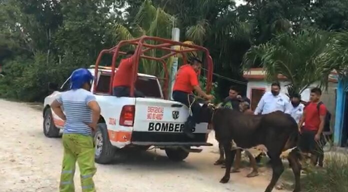 ¡Pánico en Felipe Carrillo Puerto! Toro suelto se metió en varias casas