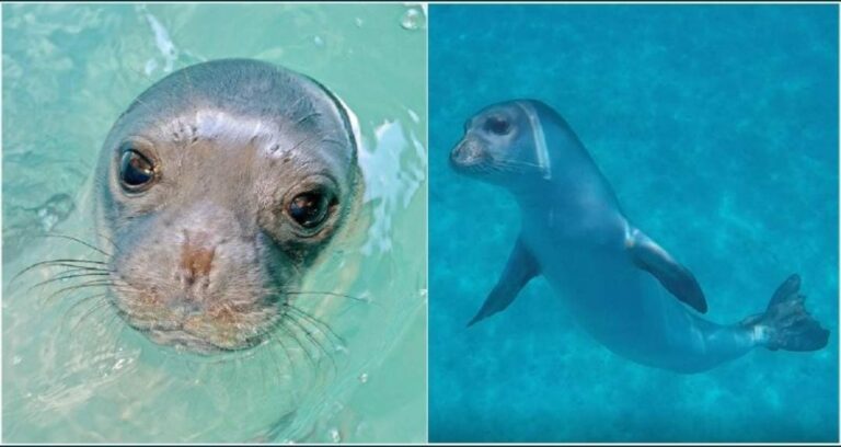 Una foca muy famosa y querida en Grecia fue asesinada con un harpón; la gente indignada exige que se halle al culpable