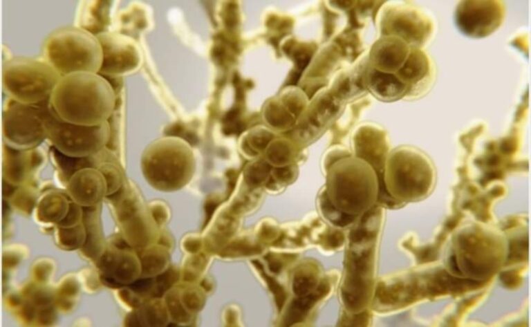 Detectan en EU dos brotes de hongo candida auris; encienden alerta