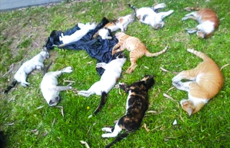¡LAMENTABLE! Alrededor de 30 gatos fueron envenenados en Mérida