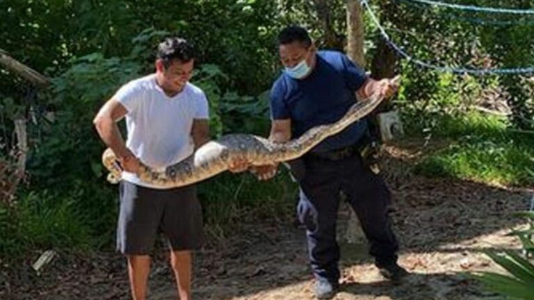 ¡RESCATE! Capturan a una enorme serpiente que deambulaba en una colonia de Holbox