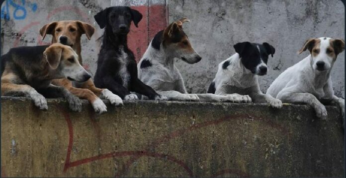 Un grupo de hasta 30 perros está atacando a personas en un municipio del Edomex; piden a autoridades que hagan algo