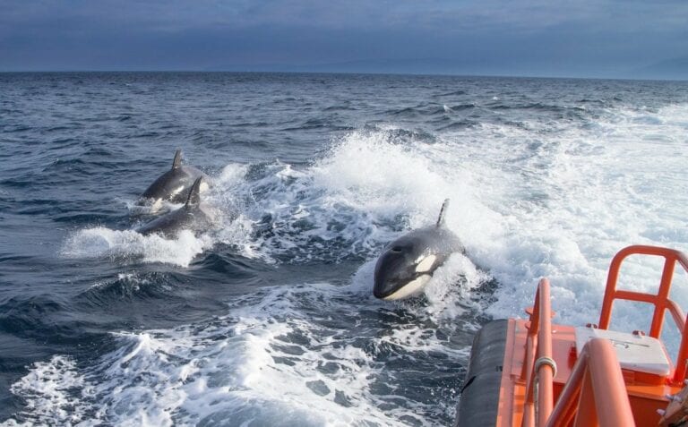 Grupos de orcas atacan veleros en las costas de España