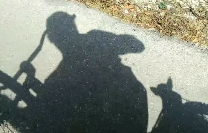 ¿Conoces 'Patrulla Ciudadana' y al perrito guardián 'Toto'? Son vecinos que cuidan a playenses