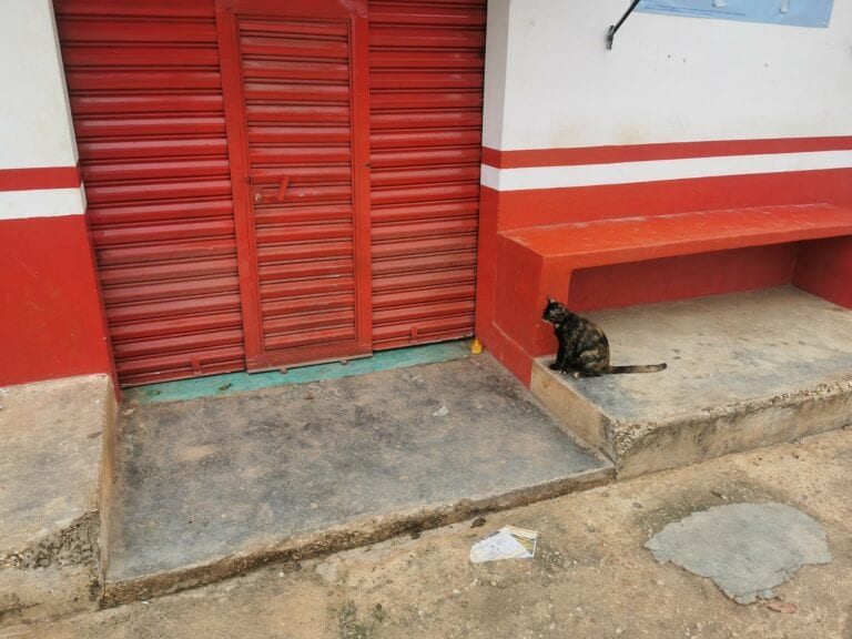 VIDEO: ¡Conmovedor! Gatito llora frente a tienda de Yucatán, no sabe que su dueño murió