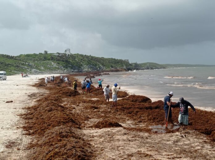 Continúan las labores de limpieza y retiro de sargazo en playas de Tulum
