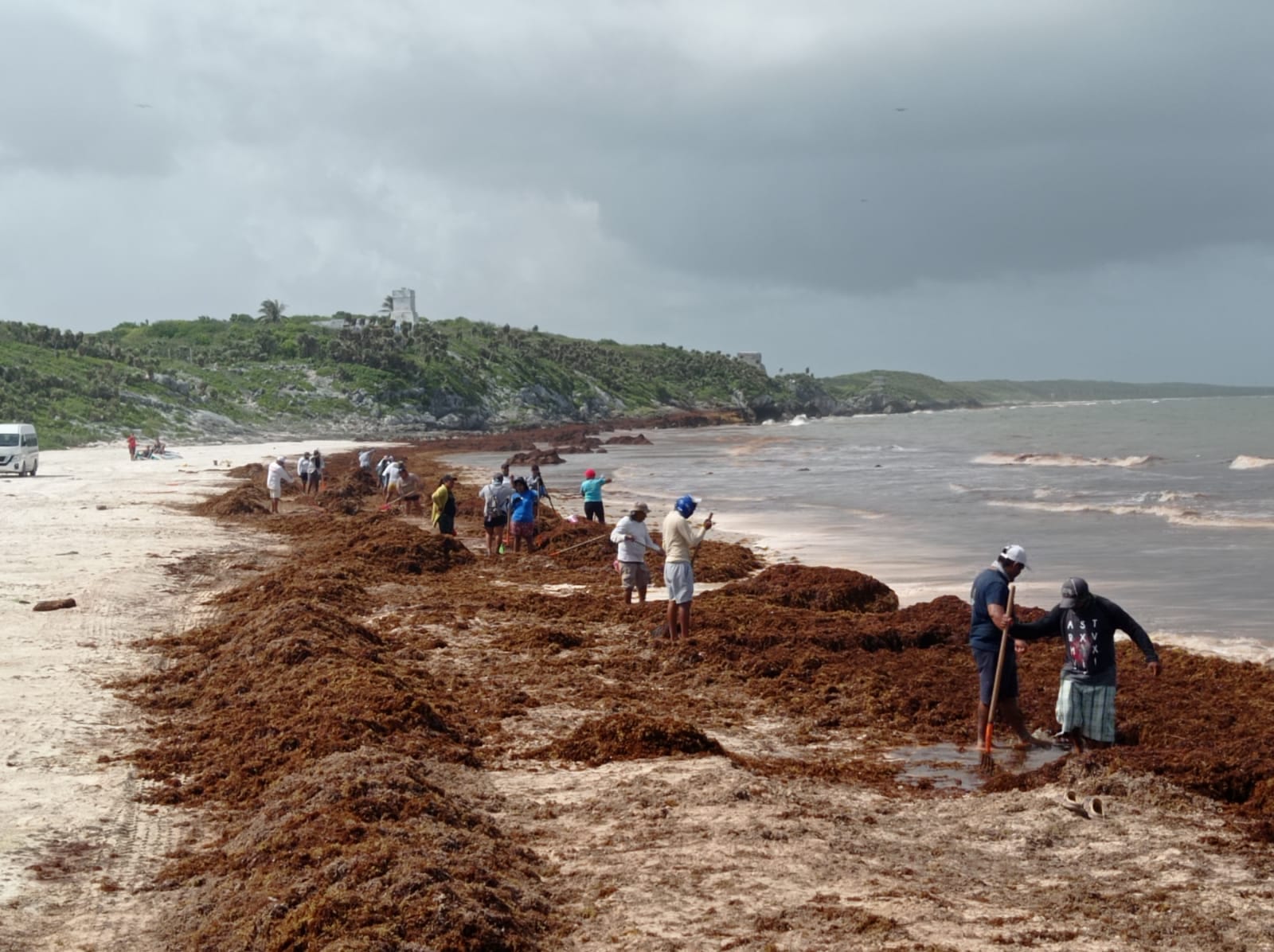 Continúan las labores de limpieza y retiro de sargazo en playas de Tulum