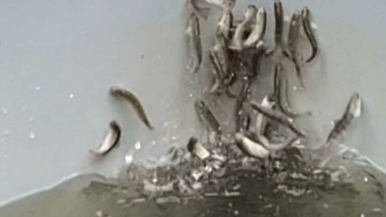 ¡Insólito! Salmones enloquecen en criadero, presumen intoxicación con cocaína