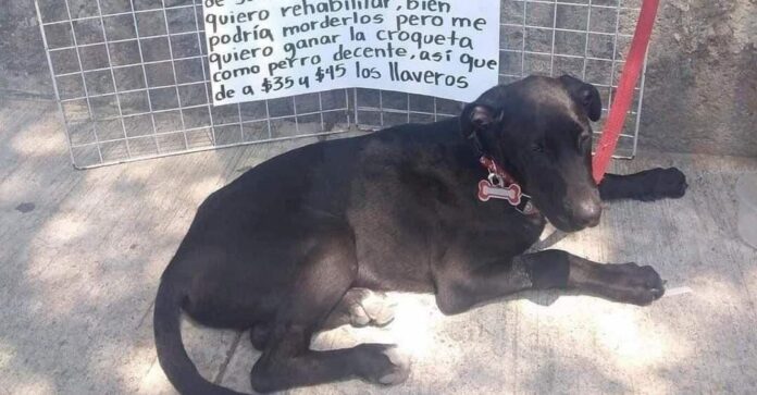 Un perrito con un nombre muy peculiar se ha hecho famosos en internet, y es que para comprar sus croquetas está vendiendo llaveros