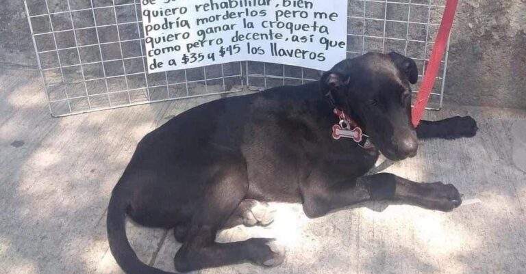 Perrito vende llaveros en el Edomex; junta para sus croquetas