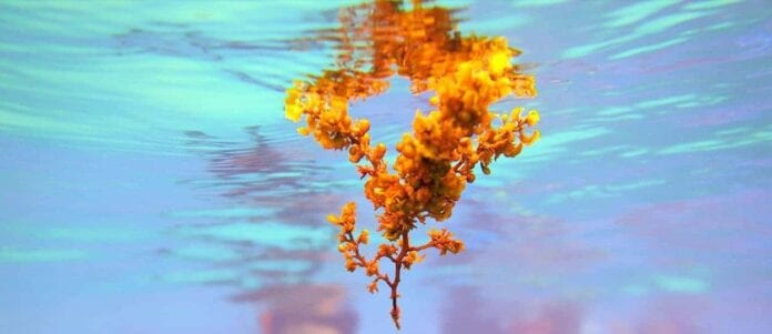 Pese al sargazo, turistas siguen arribando a destinos de Quintana Roo.
