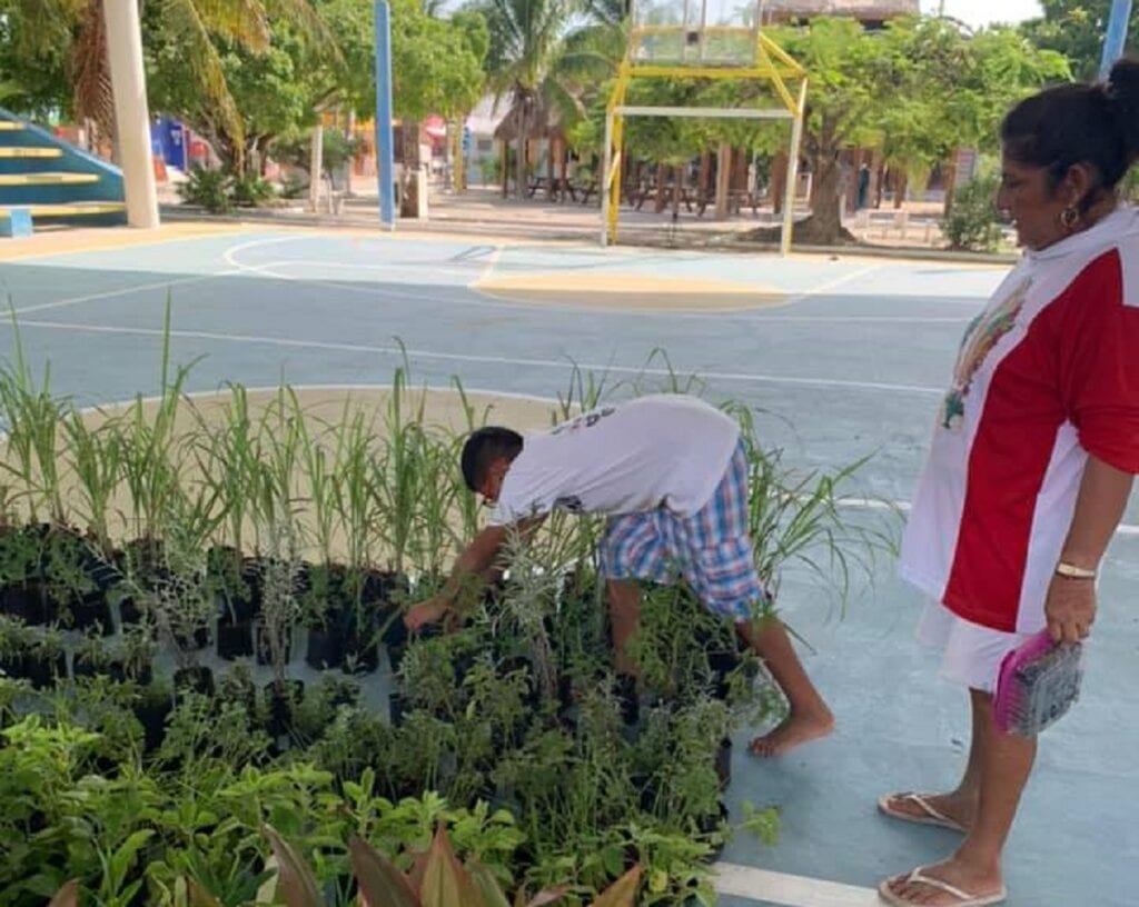 Playenses realizan hoy jornada para cambiar desechos reciclables por plantas en Holbox