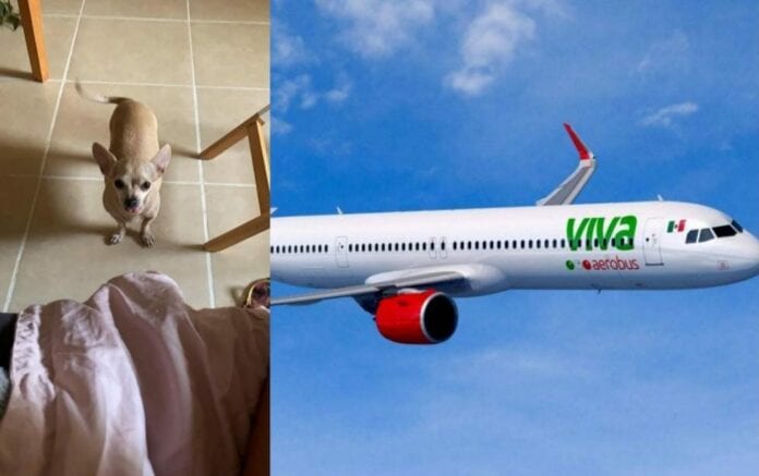 Horas de angustia sufre la dueña de una perrita, quien viajó junto a sus mascotas de Cancún a la CDMX por Viva Aerobus, aerolínea que extravió a la pequeña 