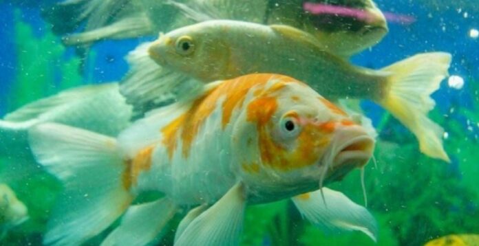 Peces adictos a drogas, eso es lo que confirma un nuevo estudio. Esto puede deberse a la contaminación de ríos y mares