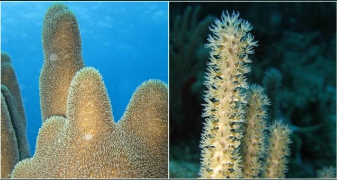 Mediante diversos procesos, un grupo de estudiantes de la UNAM busca la manera de evitar que los arrecifes se sigan dañando