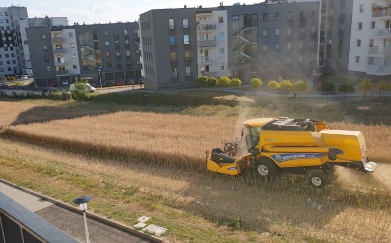 Hombre se niega a vender su terreno y ahora cosecha en medio la ciudad; se vuelve viral