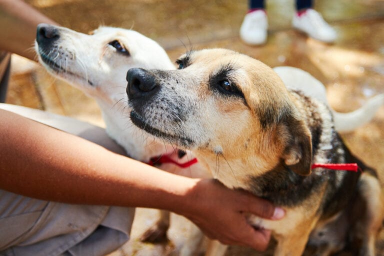 Durante el mes de junio realiza el Centro de Control Animal más de 40 esterilizaciones