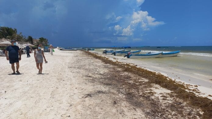 'Sepulta' el sargazo expectativas de prestadores de servicios turísticos en Tulum