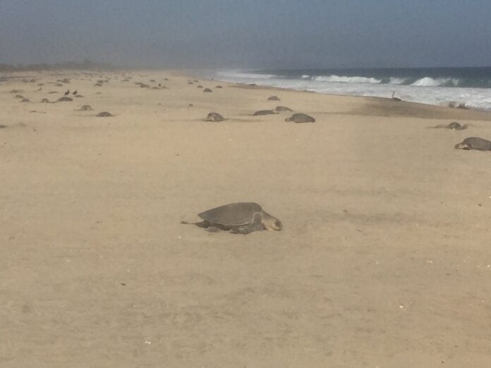 México sí que es un lugar mágico repleto de espectáculos naturales sin igual, como lo es ver el arribo de tortugas en Playa Escobilla, Oaxaca.