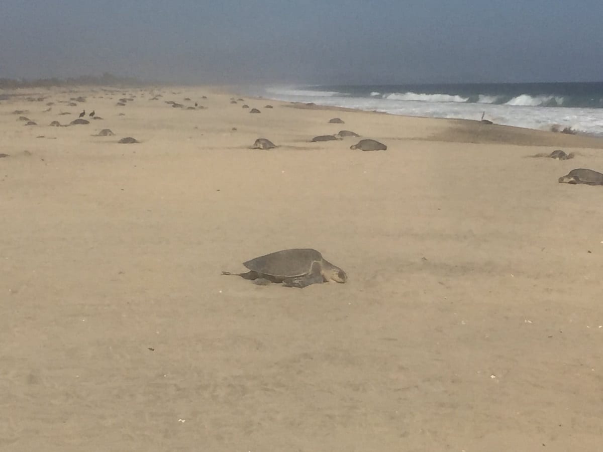 VIDEOS: Majestuoso espectáculo natural es ver el arribo de tortugas en Playa Escobilla, Oaxaca