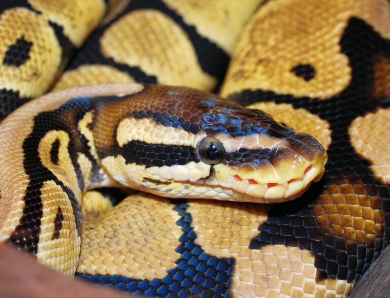 Muerde serpiente a adulto mayor mientras estaba sentado en excusado de su casa