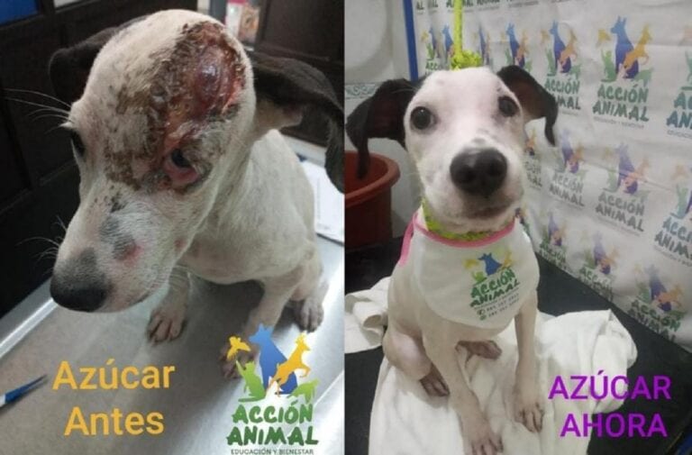 “Azúcar” ahora: como Acción Animal cambia la vida de perritos en abandono