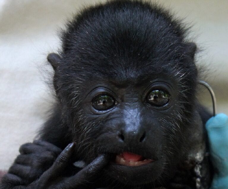 Muuk fue hallado en la Reserva de la Biosfera Calakmul